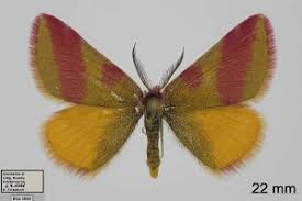 Attēlu rezultāti vaicājumam “Lythria cruentaria”