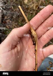 Attēlu rezultāti vaicājumam “Aulacidea hieracii”