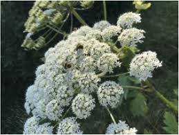 Attēlu rezultāti vaicājumam “Heracleum sosnowskyi fruit”