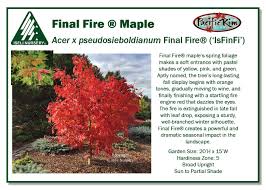 Attēlu rezultāti vaicājumam “Acer pseudosieboldianum”