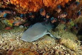 Image result for Nebrius ferrugineus