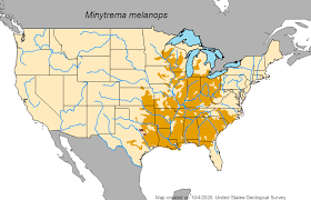 Image result for Minytrema melanops