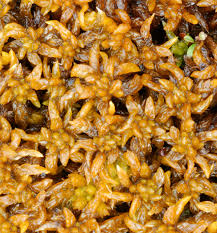 Attēlu rezultāti vaicājumam “Sphagnum platyphyllum”