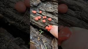 Attēlu rezultāti vaicājumam “Lycogala exiguum aggr. young”