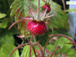 Attēlu rezultāti vaicājumam “Fragaria moschata”