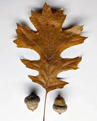 Attēlu rezultāti vaicājumam “Liparis loeselii leaf”