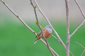 Image result for Emberiza caesia