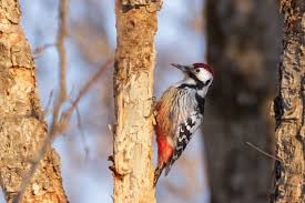 Attēlu rezultāti vaicājumam “Dendrocopos leucotos female”