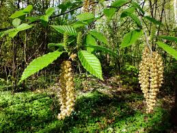 Attēlu rezultāti vaicājumam “Betula alleghaniensis”
