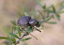 Attēlu rezultāti vaicājumam “Attelabidae”