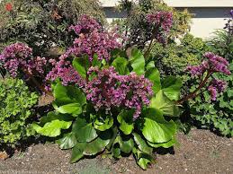 Attēlu rezultāti vaicājumam “Bergenia crassifolia”