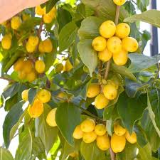 Attēlu rezultāti vaicājumam “Cornus mas fruit”