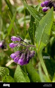 Attēlu rezultāti vaicājumam “Symphytum officinale leaf”