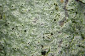 Attēlu rezultāti vaicājumam “Pertusaria leioplaca”