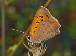 Attēlu rezultāti vaicājumam “Lycaena phlaeas underside”