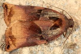 Attēlu rezultāti vaicājumam “Archips podana male”