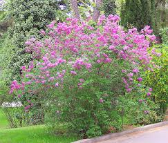 Image result for flieder