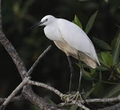 Image result for Egretta garzetta