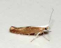 Attēlu rezultāti vaicājumam “Argyresthia albistria”