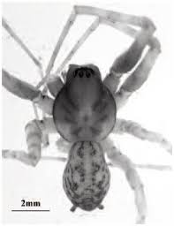 Attēlu rezultāti vaicājumam “Tegenaria sp.”