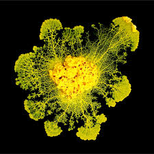 Attēlu rezultāti vaicājumam “Physarum globuliferum young”