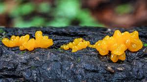 Attēlu rezultāti vaicājumam “Dacrymyces chrysospermus spores”