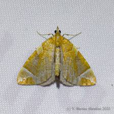 Attēlu rezultāti vaicājumam “Eulithis sp.”