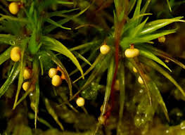 Attēlu rezultāti vaicājumam “Physarum pseudoalexandrowiczii sessile”