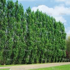 Attēlu rezultāti vaicājumam “Populus nigra Italica”