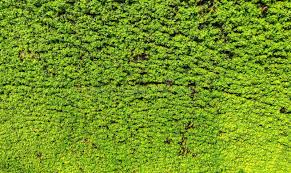 Attēlu rezultāti vaicājumam “Lemnaceae”