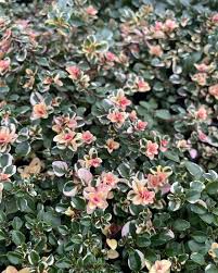 Attēlu rezultāti vaicājumam “Thymus pulegioides leaf”