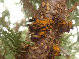 Attēlu rezultāti vaicājumam “Gymnosporangium cornutum”