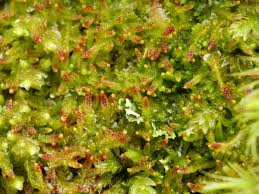 Attēlu rezultāti vaicājumam “Jamesoniella autumnalis”