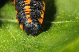 Attēlu rezultāti vaicājumam “Cucullia lucifuga larva”