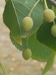 Attēlu rezultāti vaicājumam “Tilia tomentosa fruit”