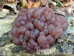 Attēlu rezultāti vaicājumam “Ascotremella faginea”