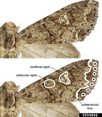 Attēlu rezultāti vaicājumam “Mamestra brassicae”