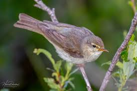 Attēlu rezultāti vaicājumam “Phylloscopus trochilus”