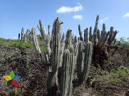 Image result for Reparudasu