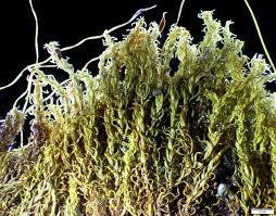 Attēlu rezultāti vaicājumam “Dichodontium pellucidum macro”