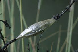 Attēlu rezultāti vaicājumam “Zygaena lonicerae larva”