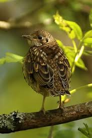 Attēlu rezultāti vaicājumam “Turdus viscivorus juvenile”