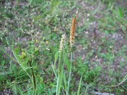 Attēlu rezultāti vaicājumam “Alopecurus aequalis flower”