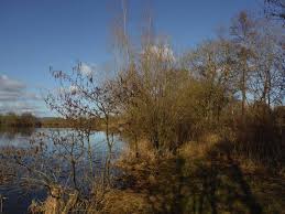 Attēlu rezultāti vaicājumam “Licea testudinacea”