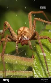 Attēlu rezultāti vaicājumam “Pisaura mirabilis female”