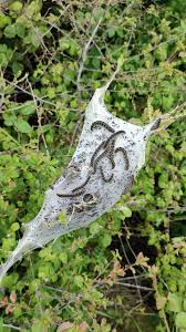 Attēlu rezultāti vaicājumam “Eriogaster lanestris larva”