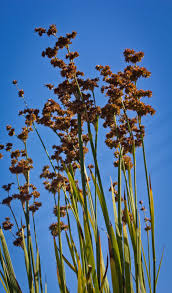 Attēlu rezultāti vaicājumam “Cephaloziella elachista macro”
