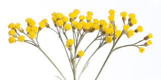 Image result for Helichrysum subulifolium