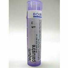 Attēlu rezultāti vaicājumam “Ledum palustre”