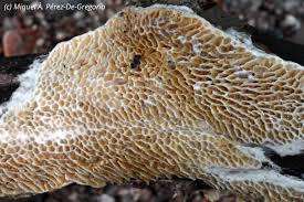 Attēlu rezultāti vaicājumam “Antrodia albida”